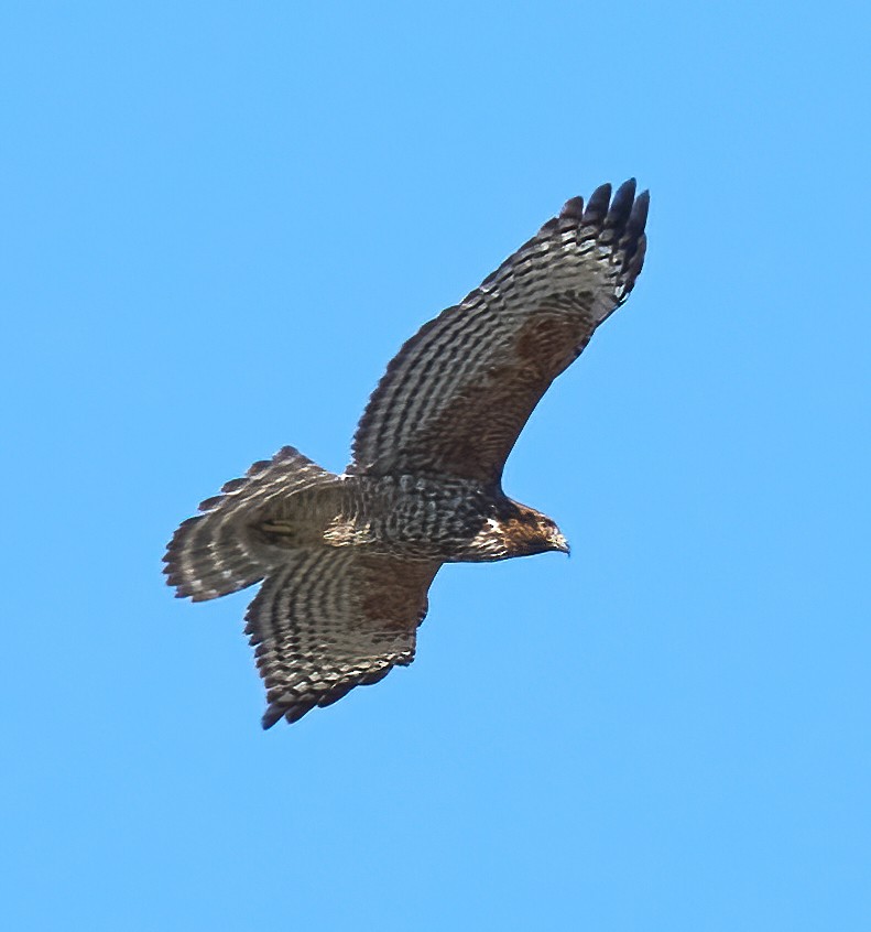 Red-shouldered Hawk - ML631820398