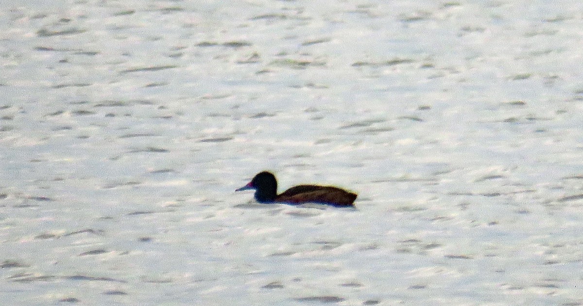 Black-headed Duck - ML631820613