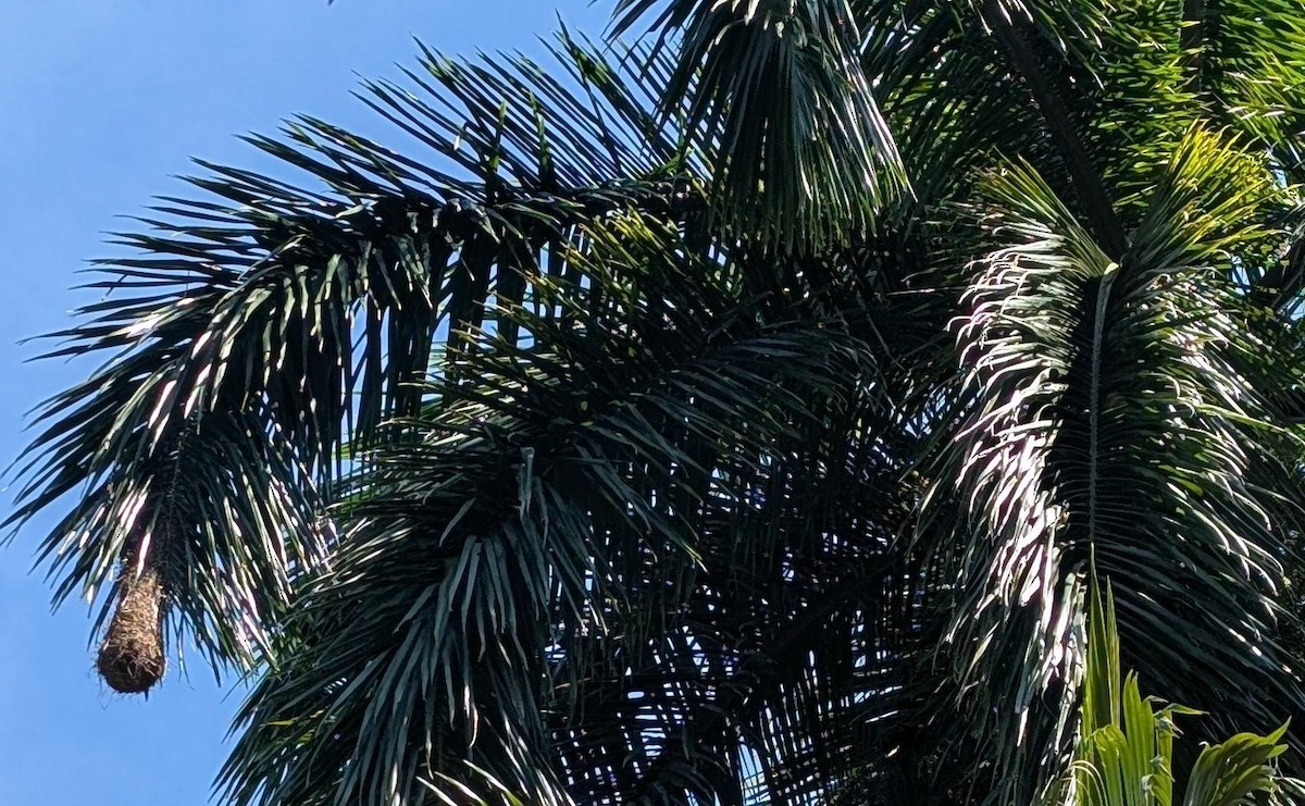 montezumaoropendola - ML631820637