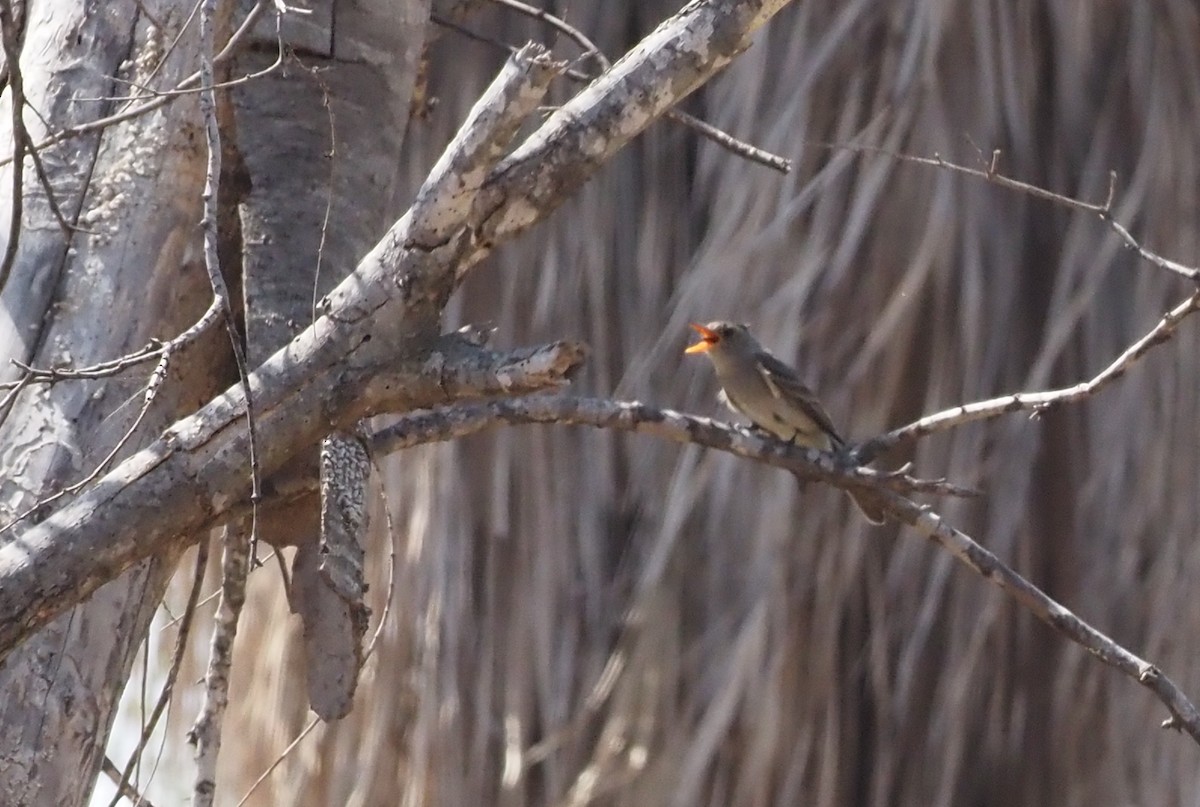 Greater Pewee - ML631820785