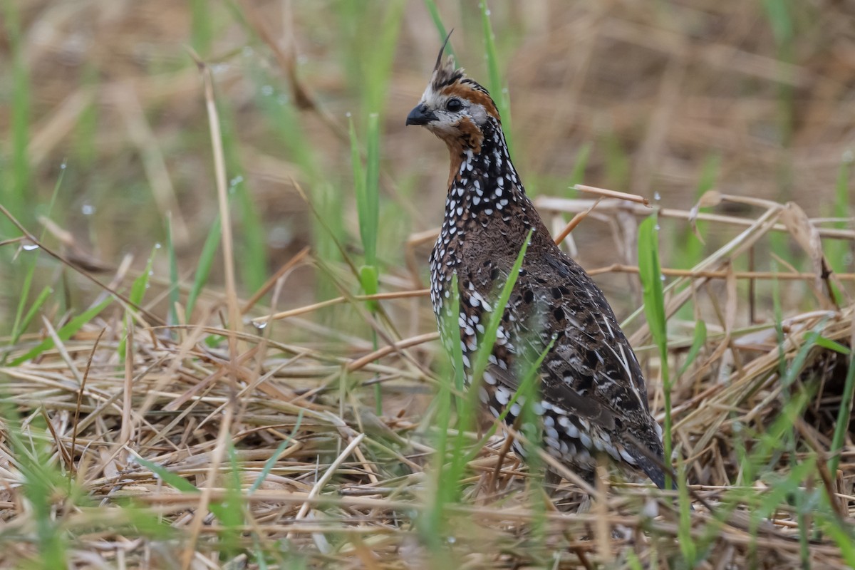 Crested Bobwhite - ML631820893