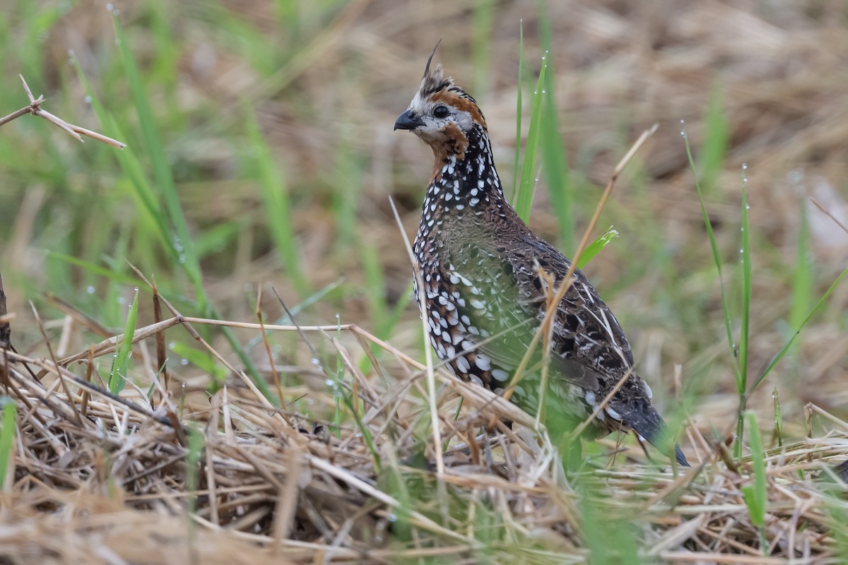 Crested Bobwhite - ML631820894