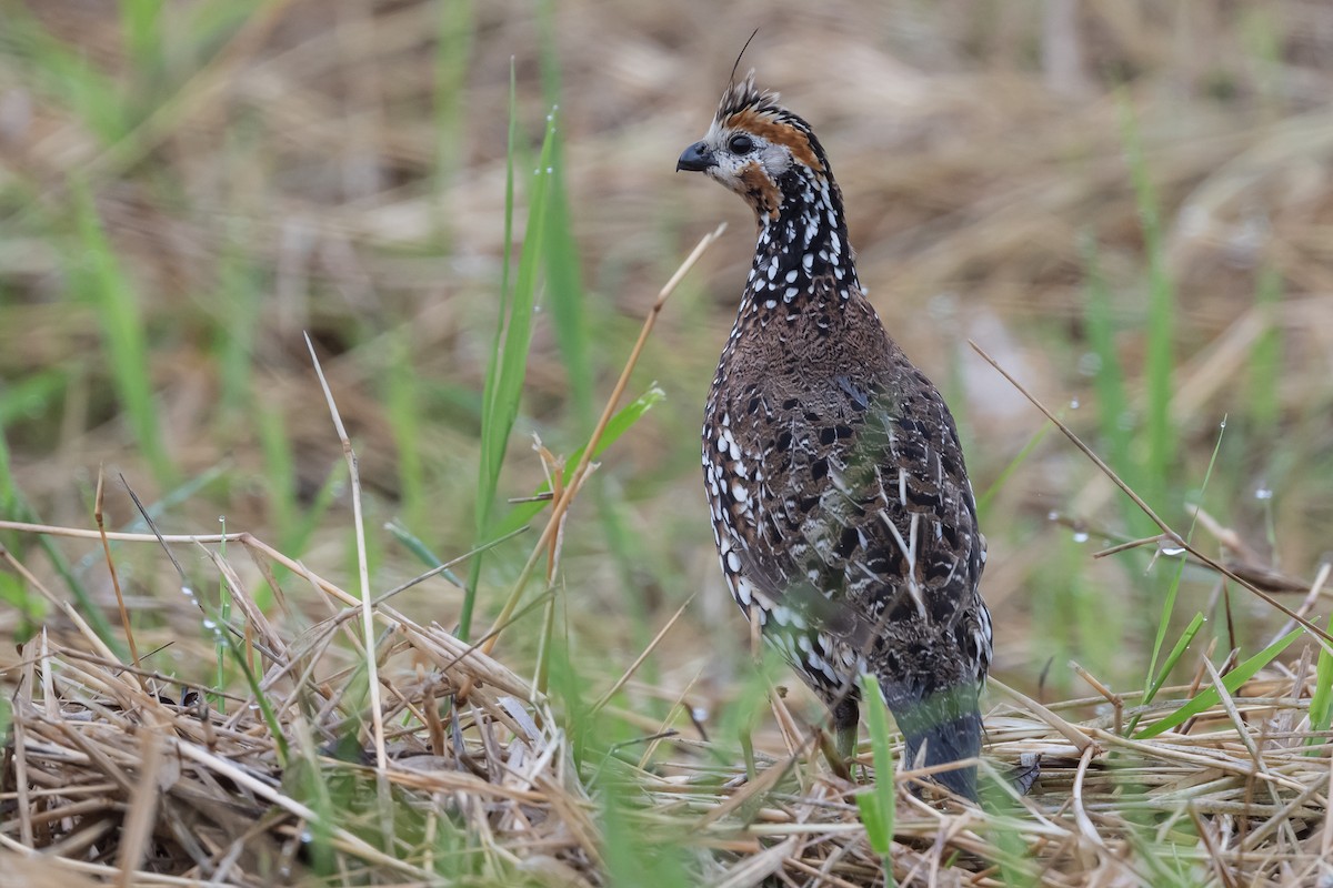 Crested Bobwhite - ML631820895