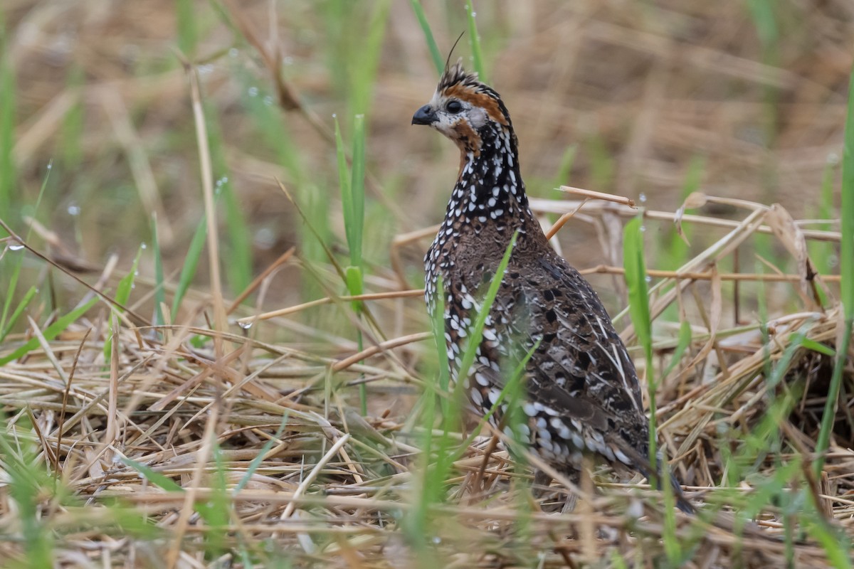 Crested Bobwhite - ML631820896