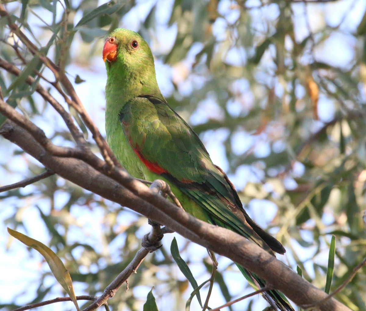 Red-winged Parrot - ML631820983