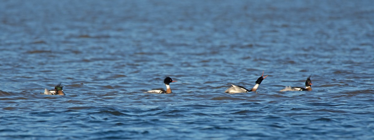Red-breasted Merganser - ML631820999