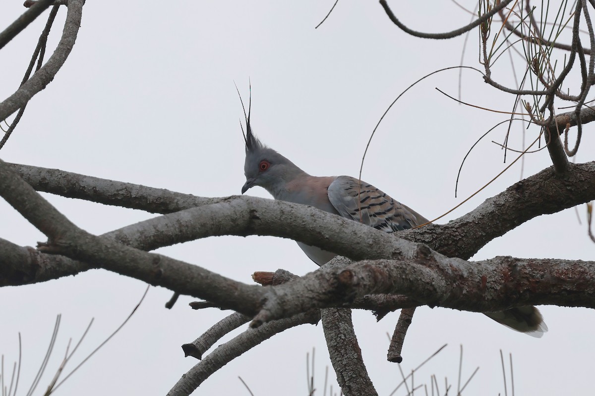 Crested Pigeon - ML631821095