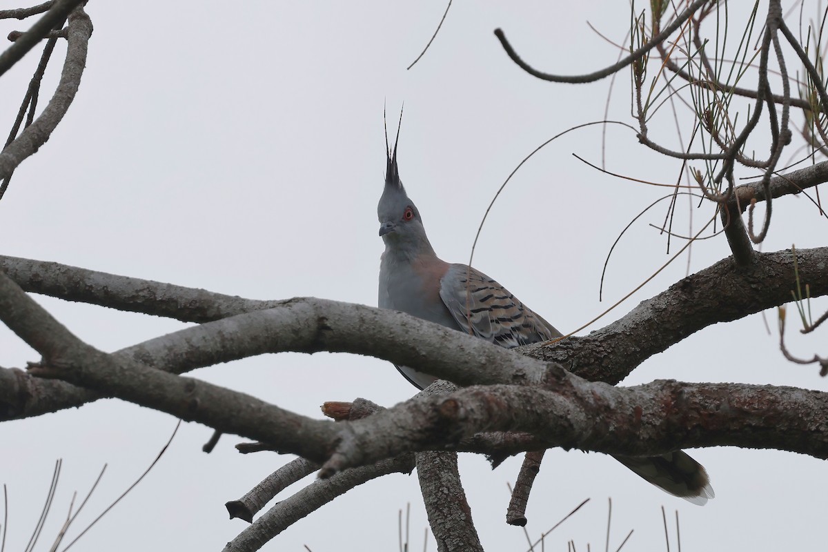 Crested Pigeon - ML631821096