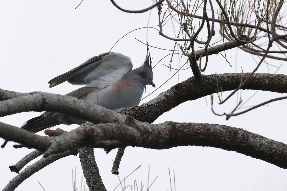 Crested Pigeon - ML631821099