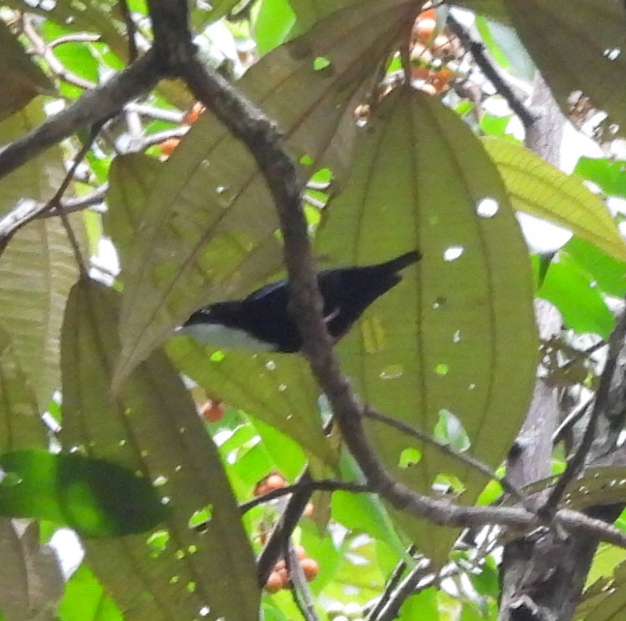 White-throated Manakin - ML631821162