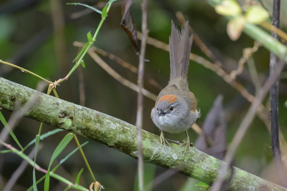 Pale-breasted Spinetail - ML631821187