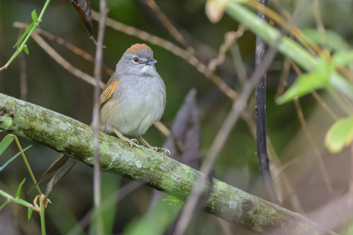 Pale-breasted Spinetail - ML631821188