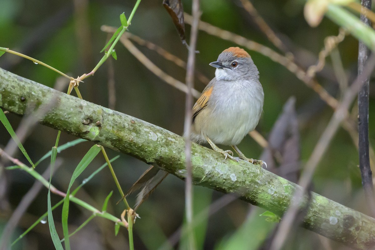 Pale-breasted Spinetail - ML631821189