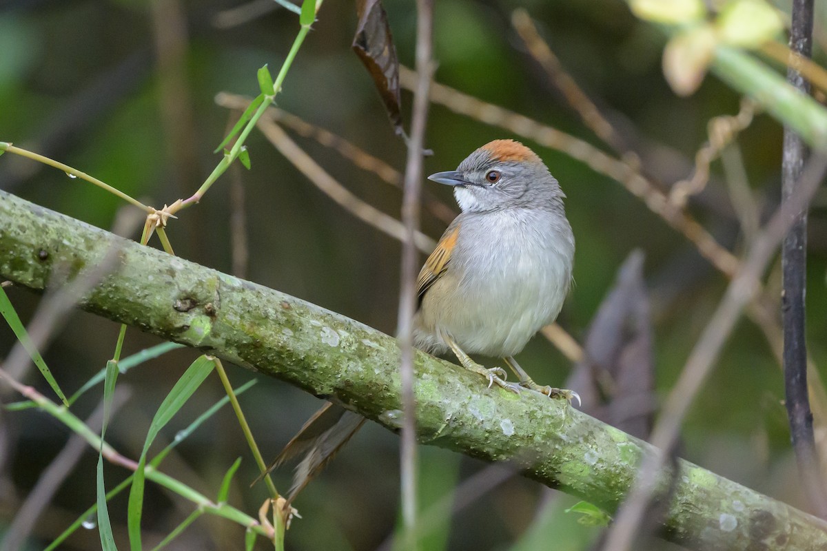 Pale-breasted Spinetail - ML631821190