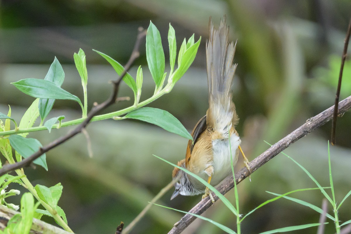 Pale-breasted Spinetail - ML631821191