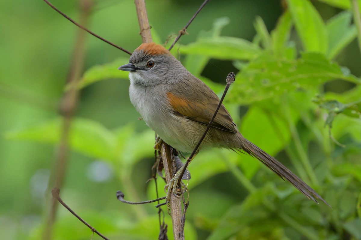 Pale-breasted Spinetail - ML631821224