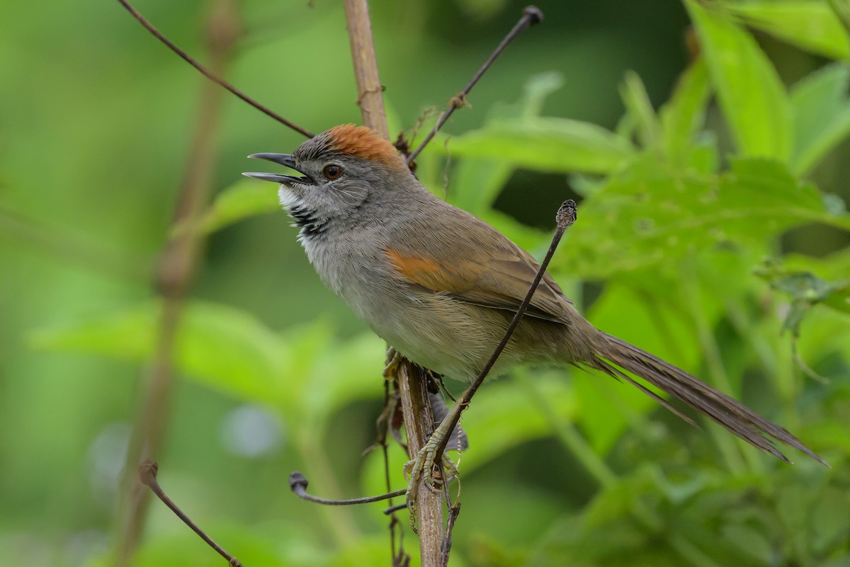 Pale-breasted Spinetail - ML631821225