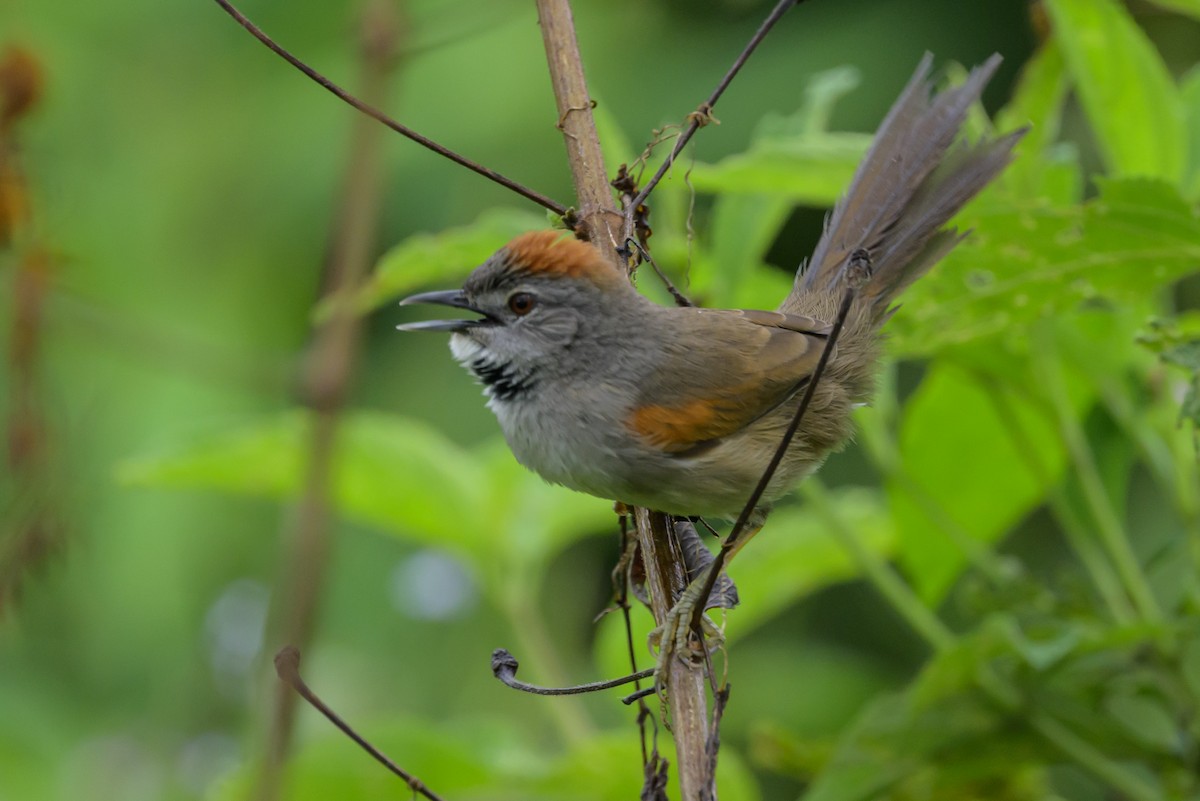 Pale-breasted Spinetail - ML631821226