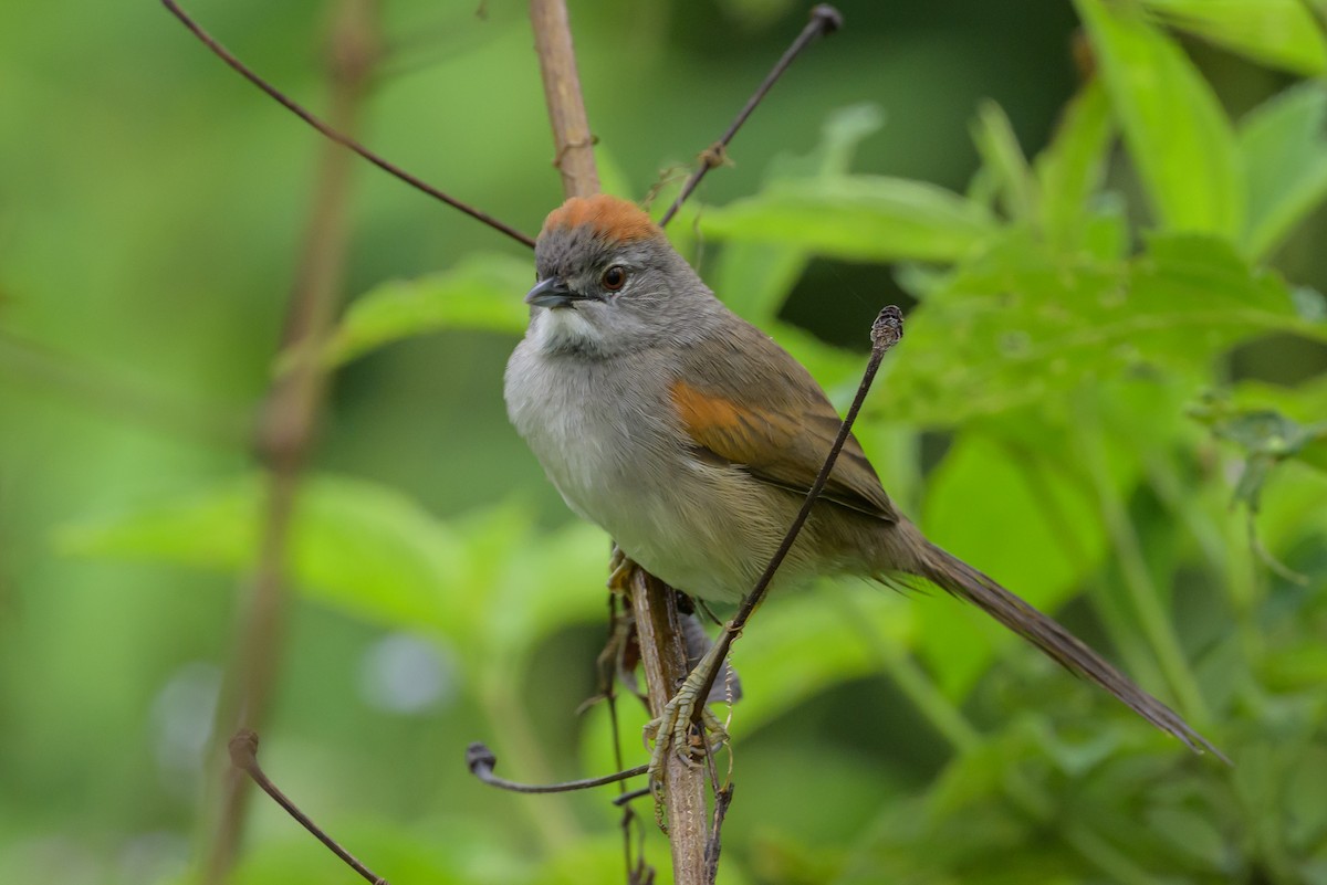 Pale-breasted Spinetail - ML631821227