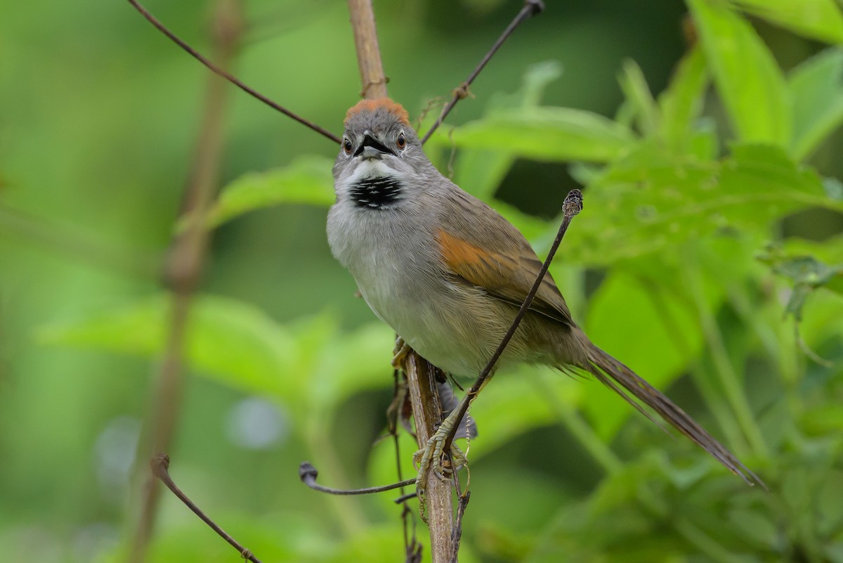 Pale-breasted Spinetail - ML631821228