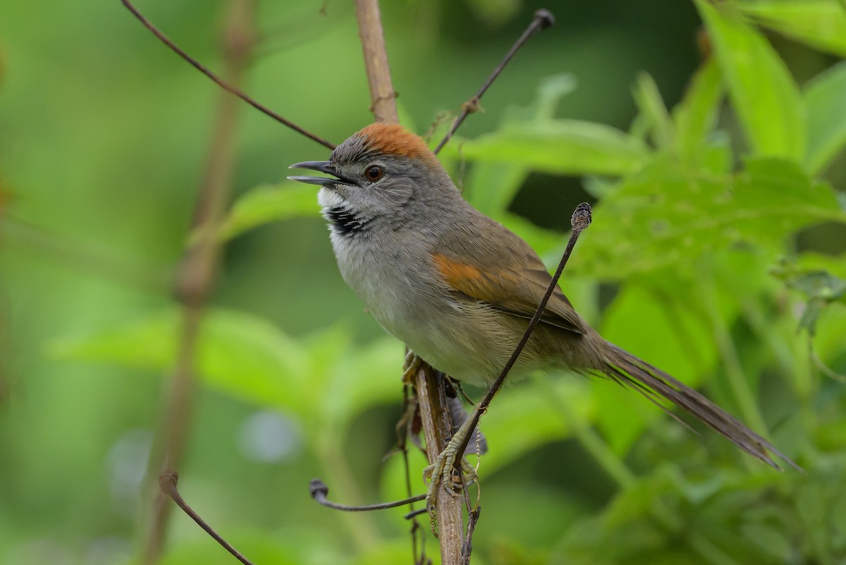 Pale-breasted Spinetail - ML631821230