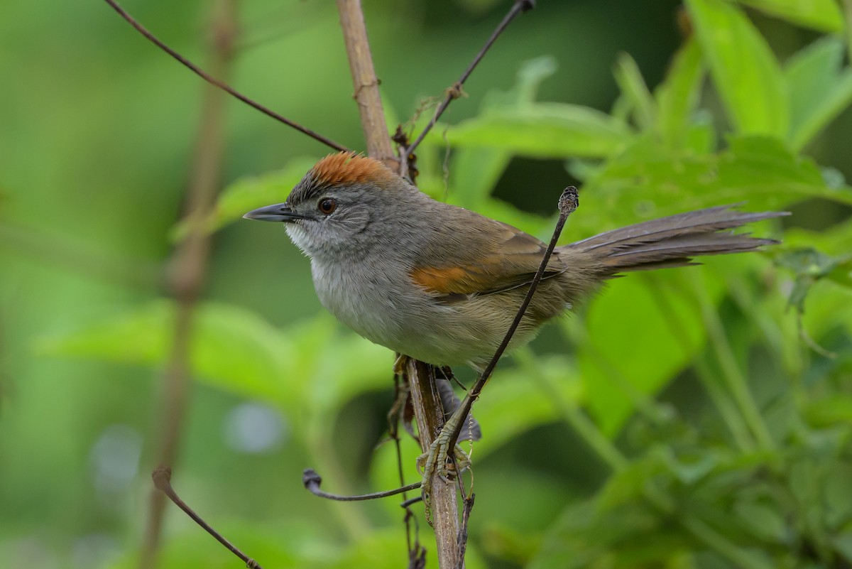 Pale-breasted Spinetail - ML631821231