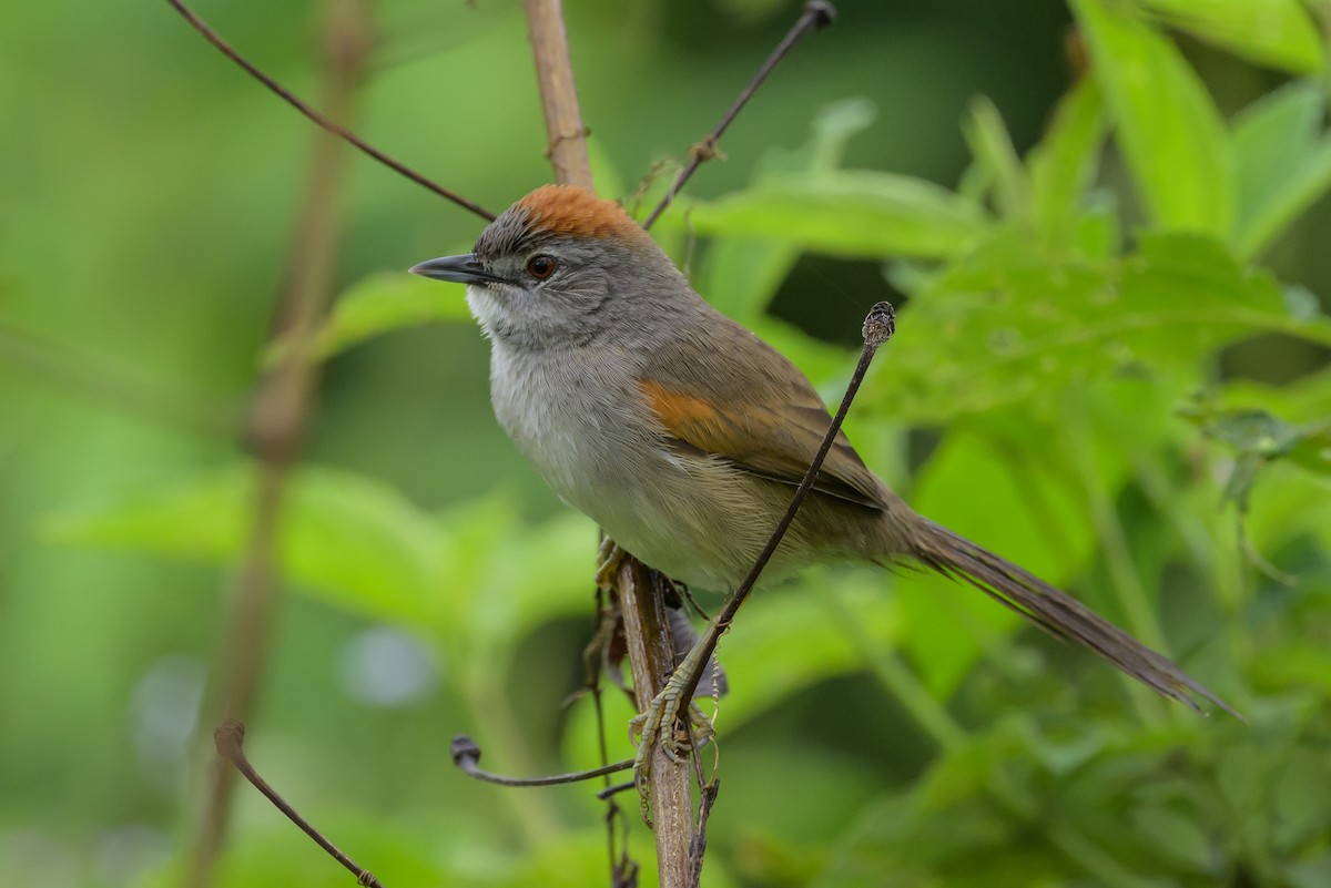 Pale-breasted Spinetail - ML631821232