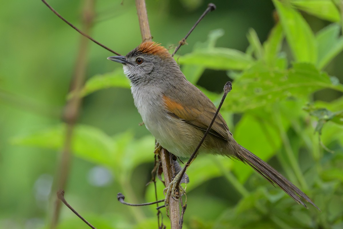 Pale-breasted Spinetail - ML631821233