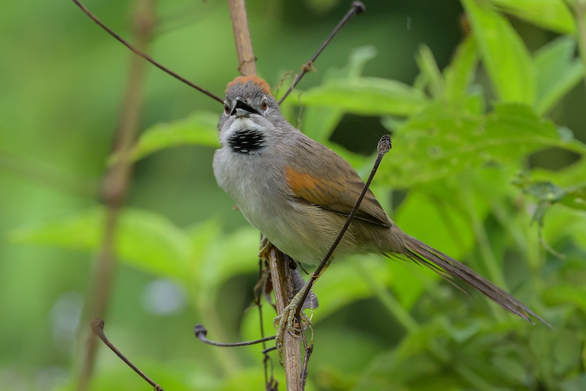 Pale-breasted Spinetail - ML631821234