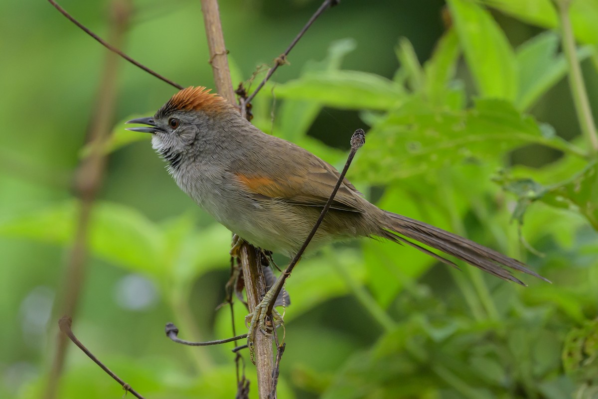 Pale-breasted Spinetail - ML631821235