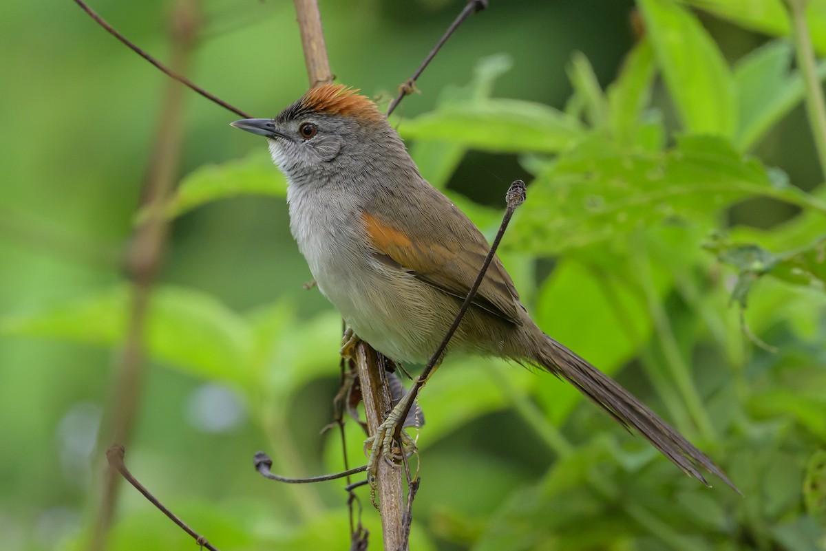 Pale-breasted Spinetail - ML631821236