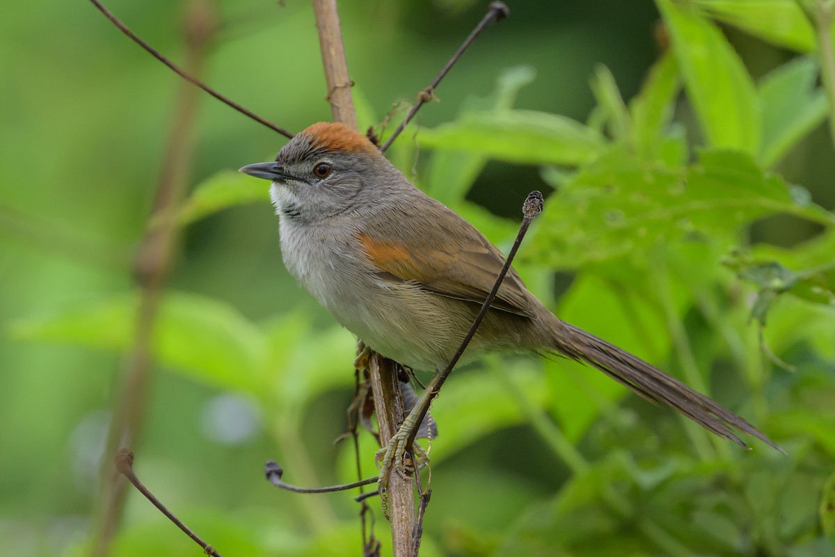 Pale-breasted Spinetail - ML631821237