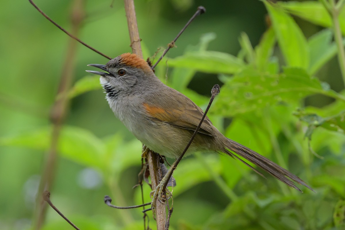 Pale-breasted Spinetail - ML631821238