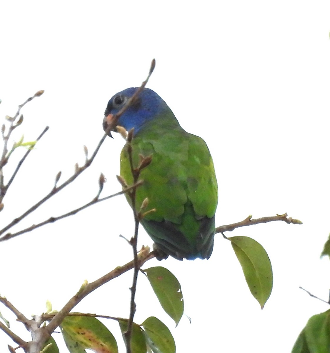 Blue-headed Parrot - ML631821270