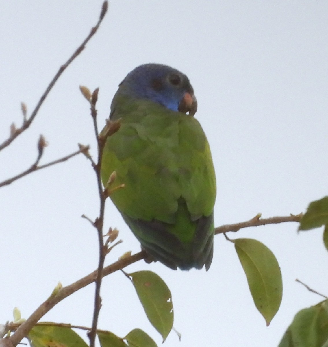 Blue-headed Parrot - ML631821271