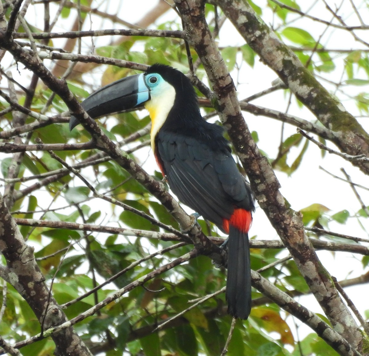 Channel-billed Toucan - ML631821290