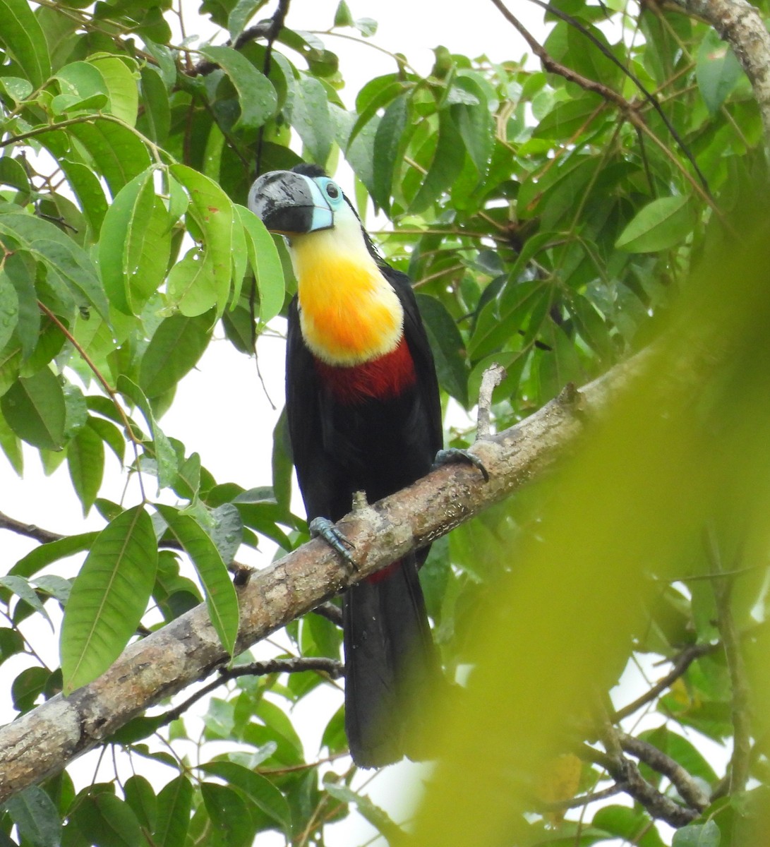 Channel-billed Toucan - ML631821291