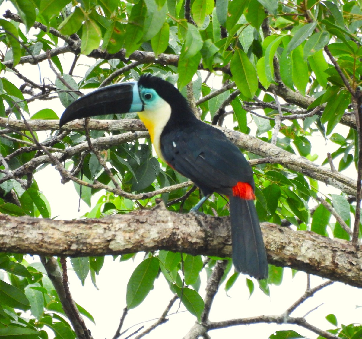 Channel-billed Toucan - ML631821292