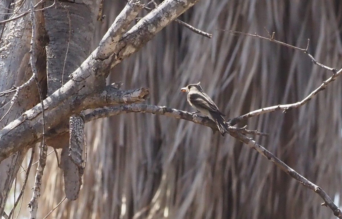 Greater Pewee - ML631821318