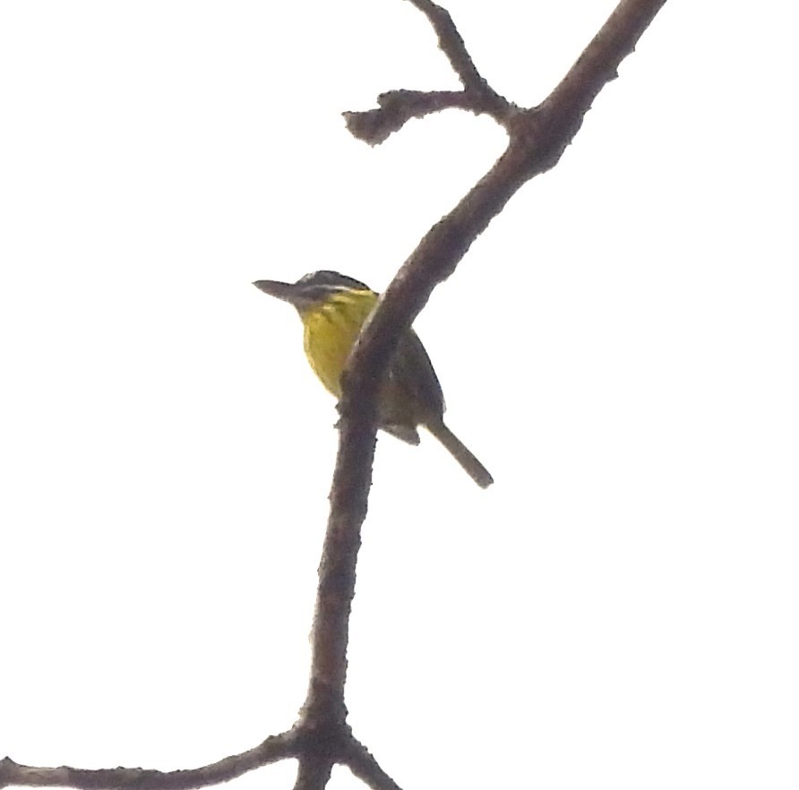 Painted Tody-Flycatcher - ML631821407