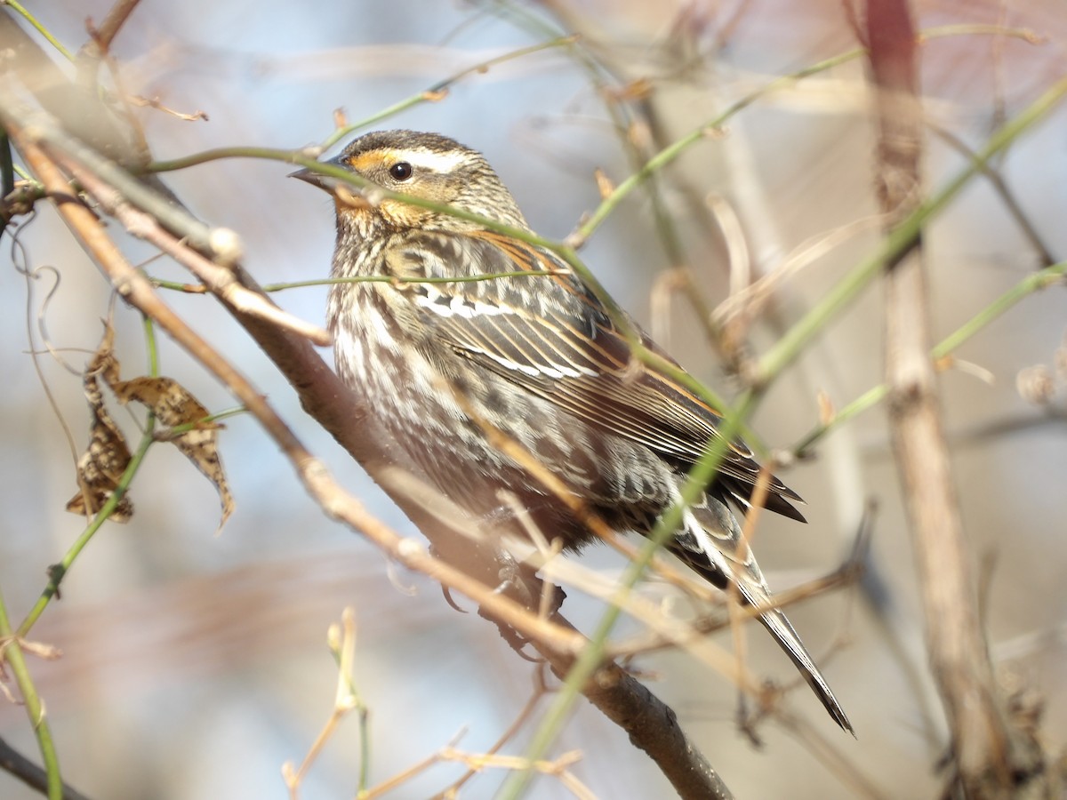 Red-winged Blackbird - ML631821579