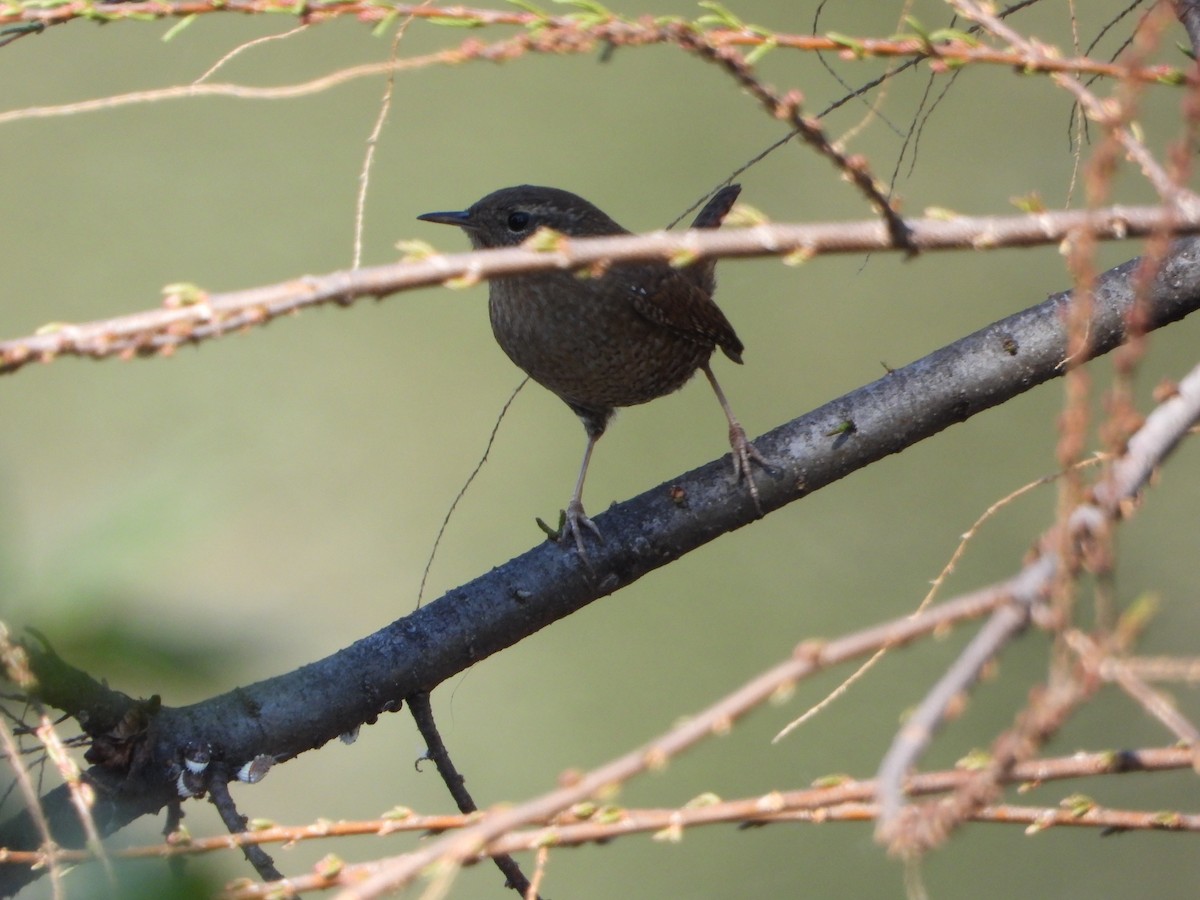 Pacific Wren - ML631821665