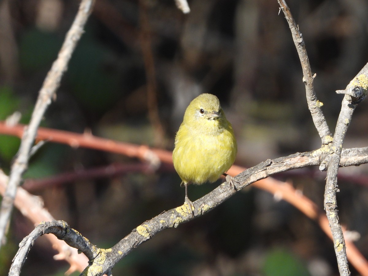 Orange-crowned Warbler - ML631821676