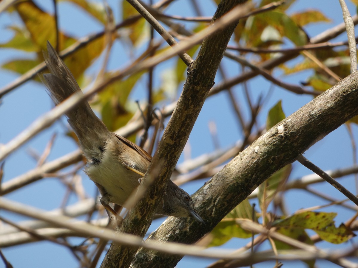 Pale-breasted Spinetail - ML631821680