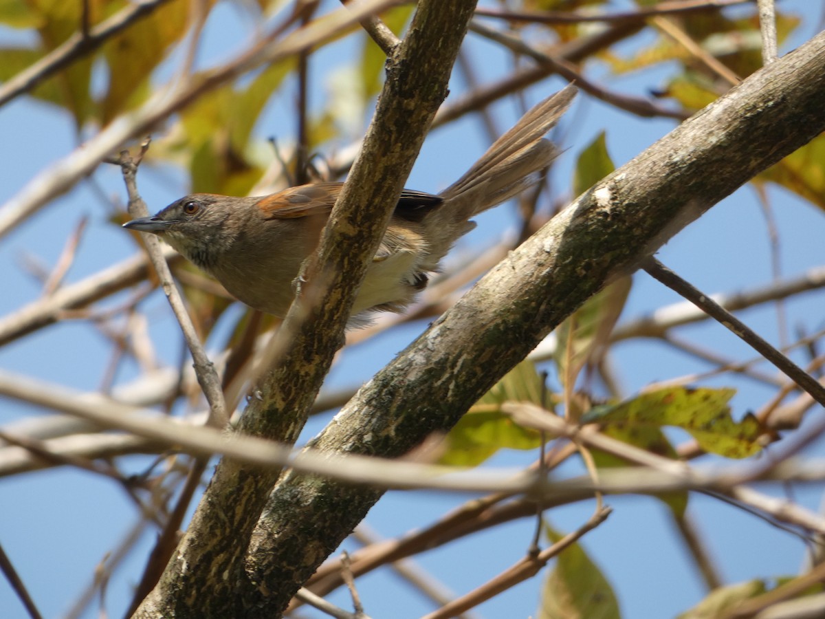 Pale-breasted Spinetail - ML631821681