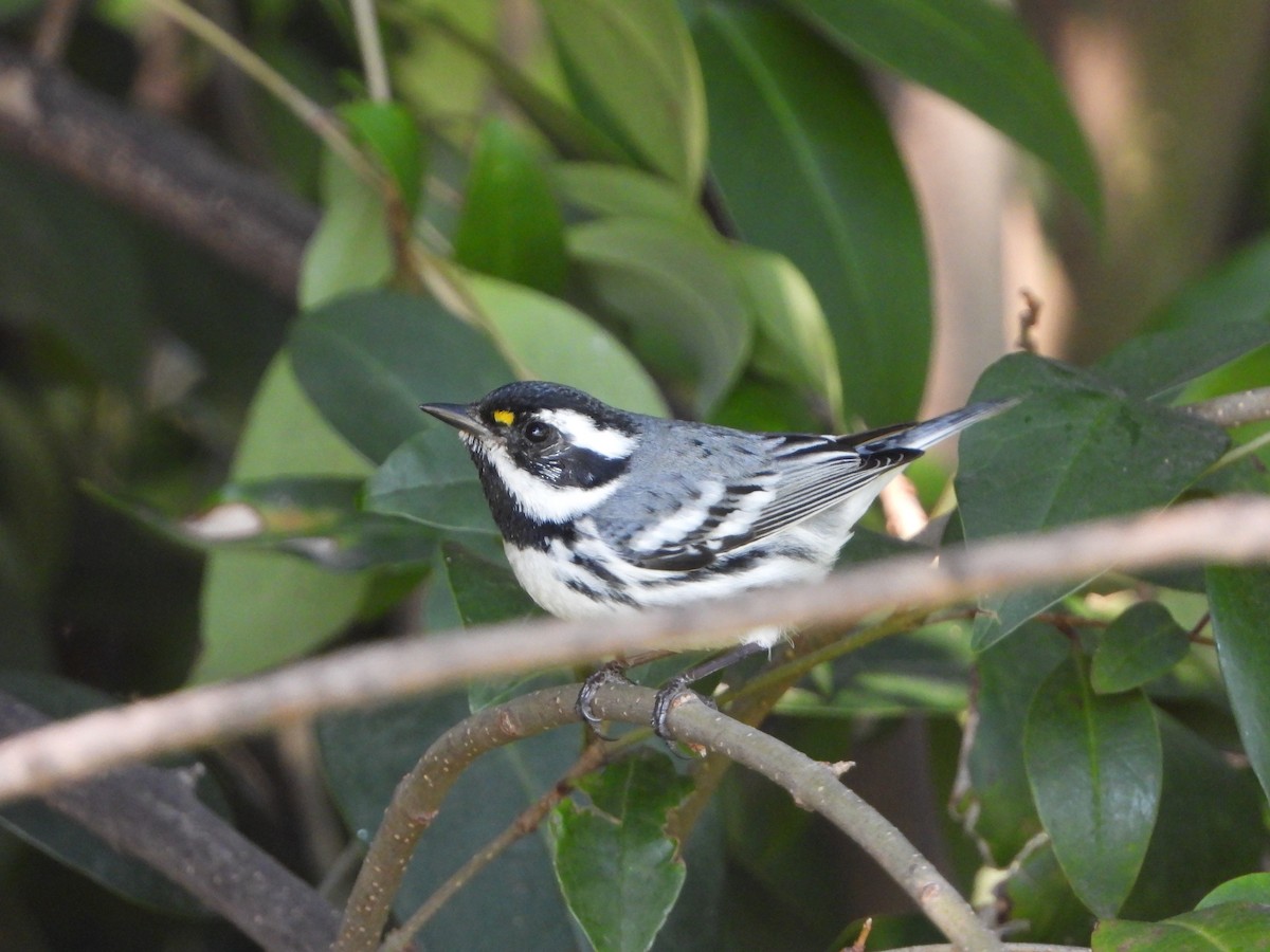 Black-throated Gray Warbler - ML631821687