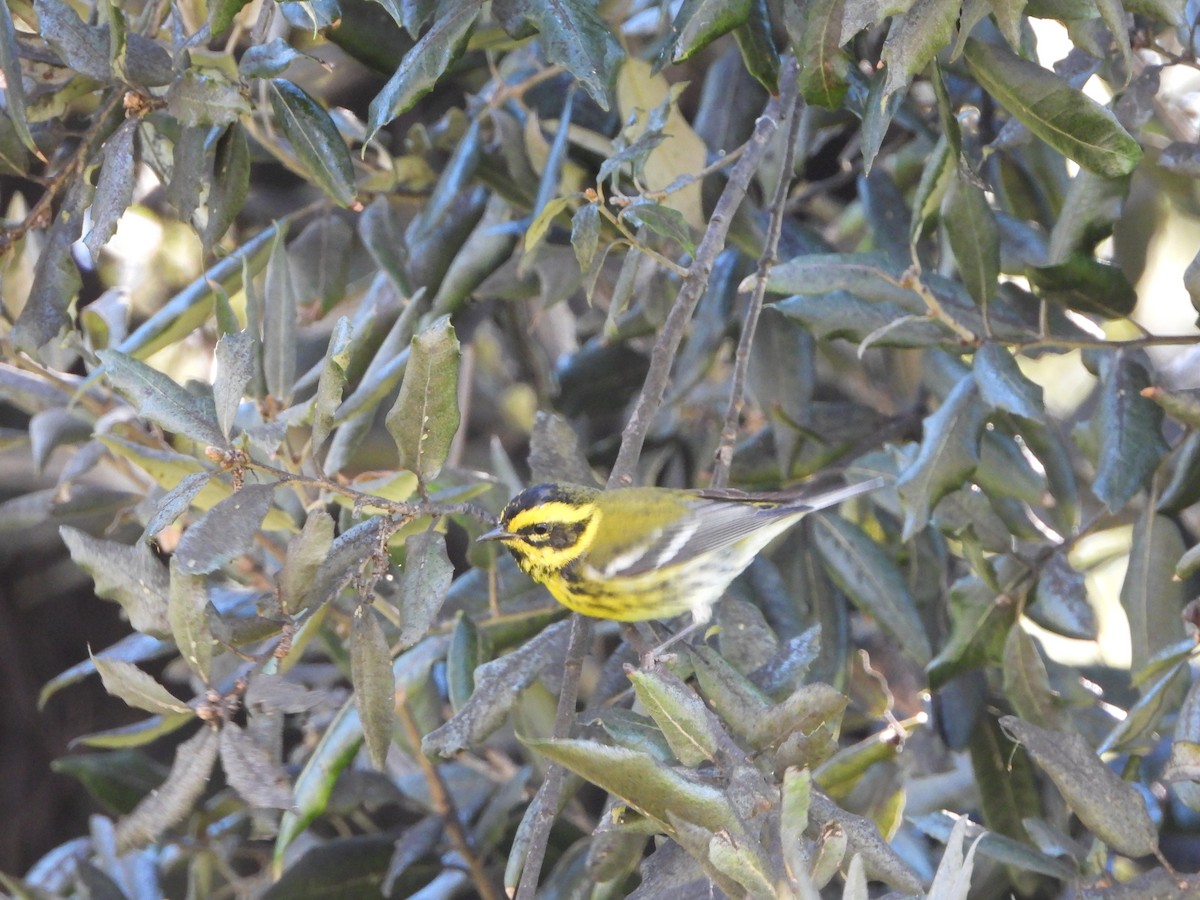 Townsend's Warbler - ML631821690
