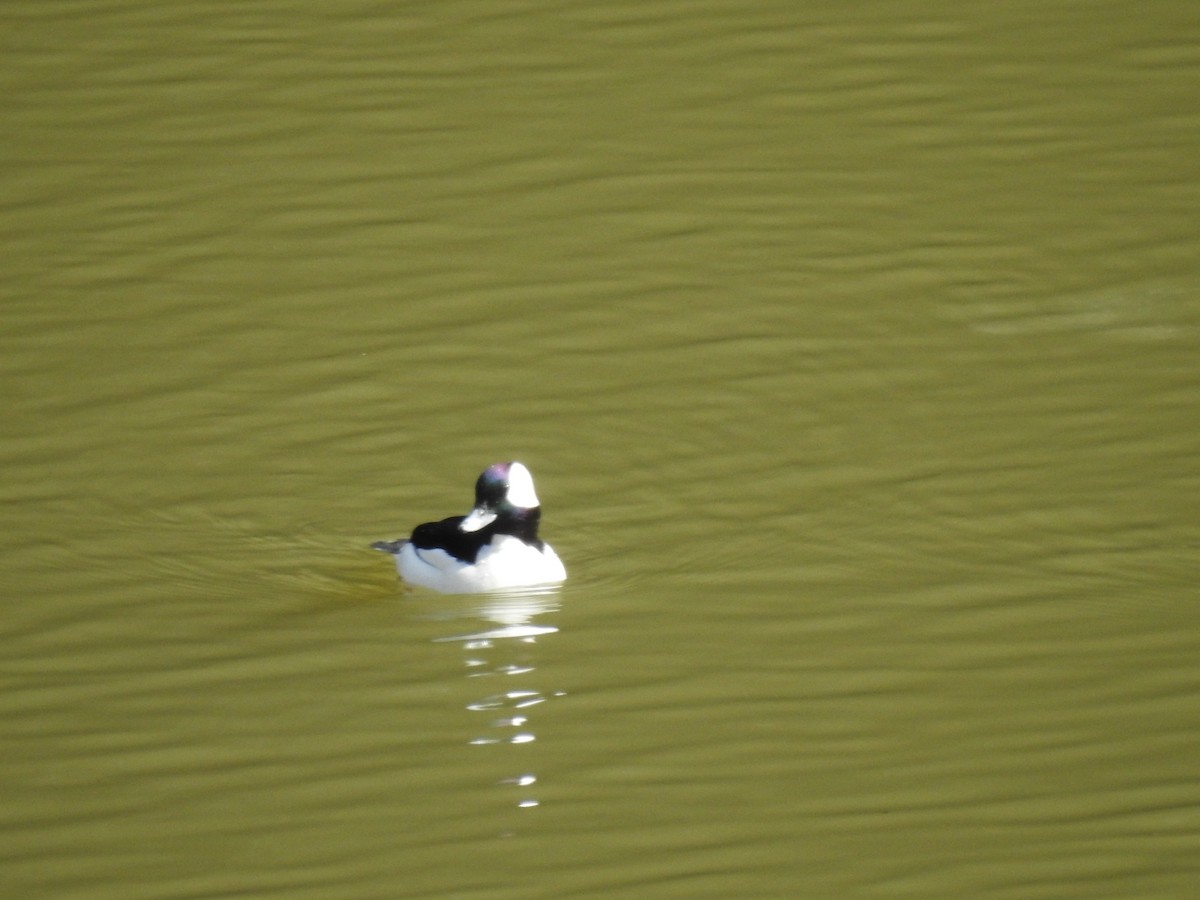 Bufflehead - ML631821725