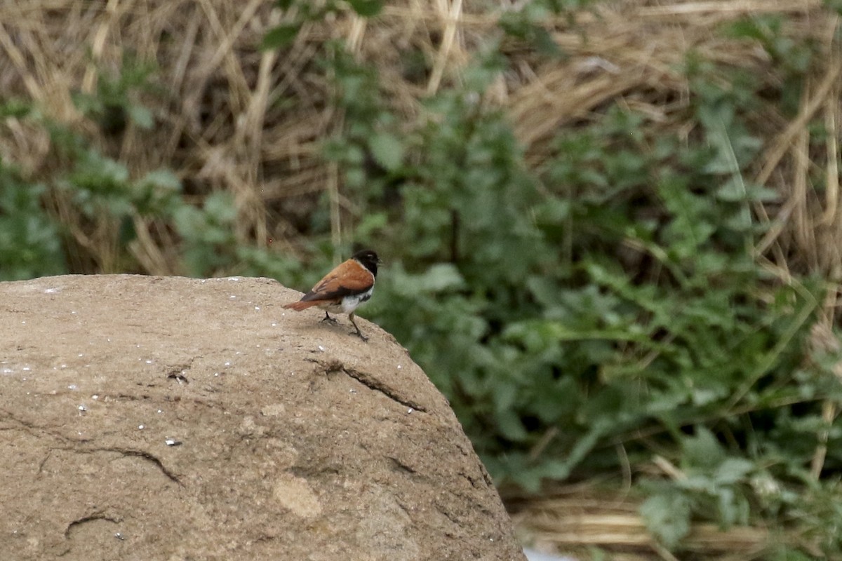 Black-headed Canary - ML631821860