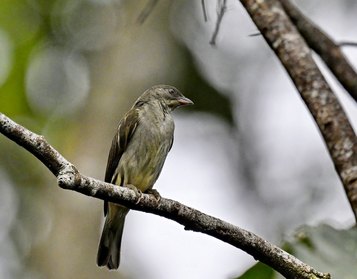 Malaysian Honeyguide - ML631821865